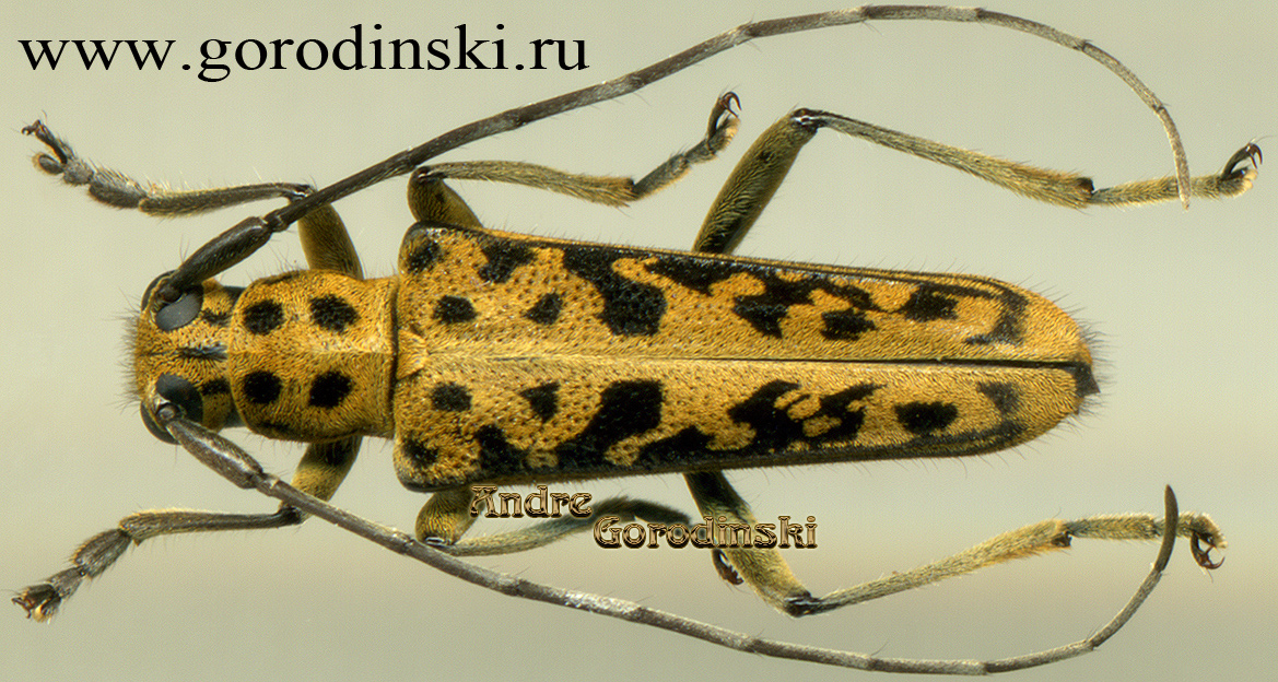 http://www.gorodinski.ru/cerambyx/Cerambycidae sp.3.jpg